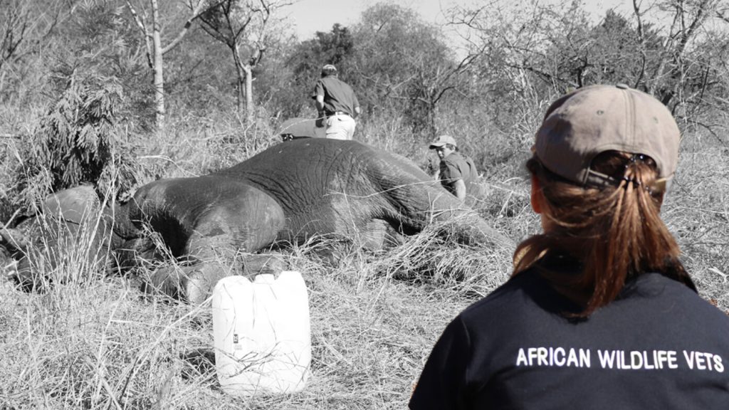 About Us African Wildlife Vets