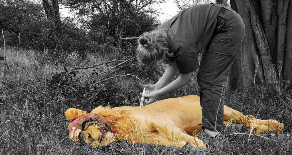 a lion receiving an antibiotic