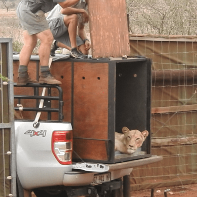 a lion being relocated by african wildlife vets