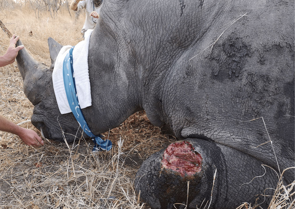 injured rhino