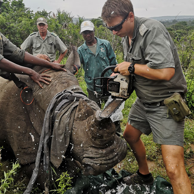 dehorning of a rhino