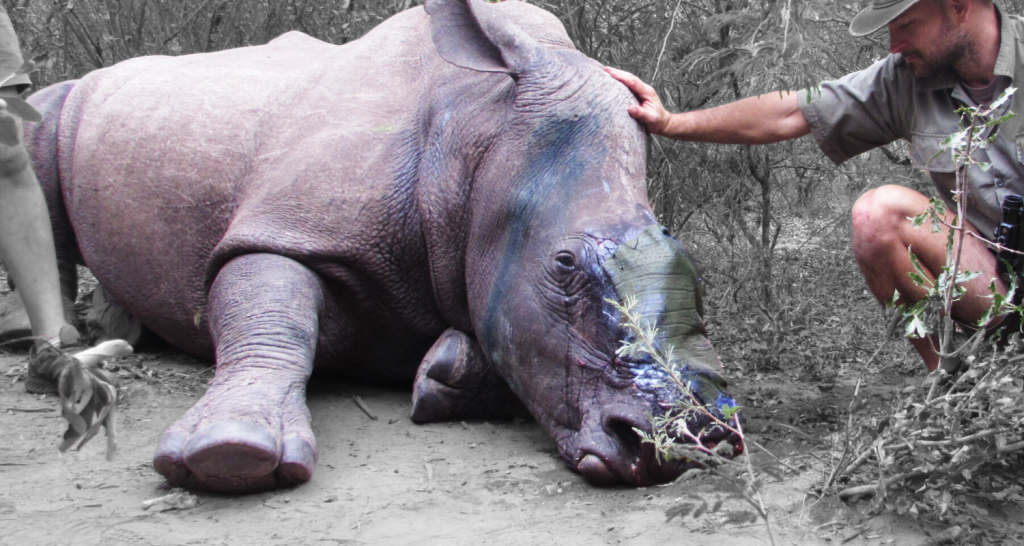 rhino-injury-contact-us-page