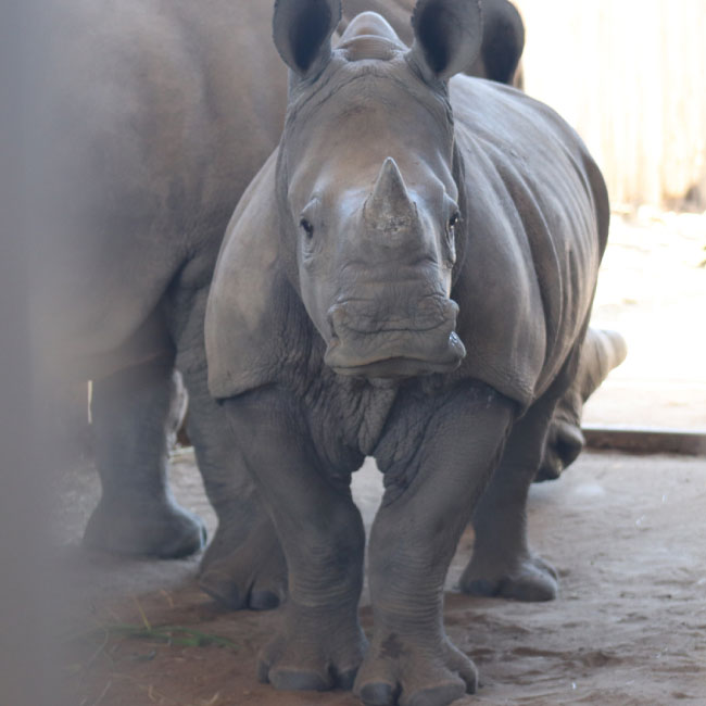 a baby rhino orphan in captivity
