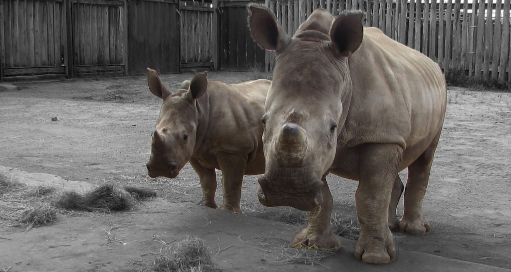 picture of two rhino orphans african wildlife vets